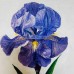 Acrylic Paintings of Iris Flowers Acrylic Paintings of Iris Flowers