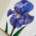Acrylic Paintings of Iris Flowers Acrylic Paintings of Iris Flowers