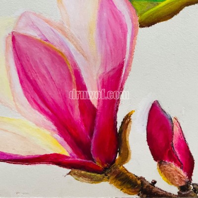 Silky Crayon Magnolia Flower Painting