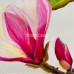 Silky Crayon Magnolia Flower Painting