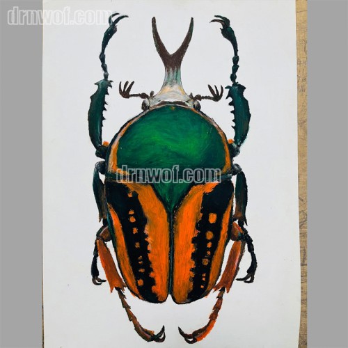Beetle drawn with oil pastels