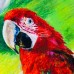 Oil - Pastel Drawing of a Parrot