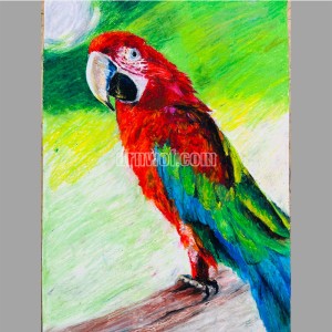 Oil - Pastel Drawing of a Parrot