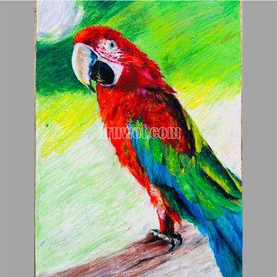 Oil - Pastel Drawing of a Parrot