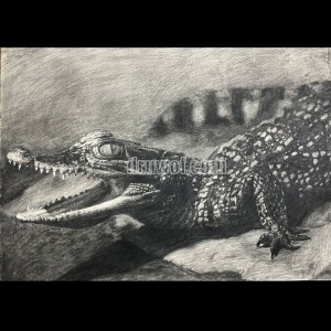 Pencil Drawing of a Crocodile