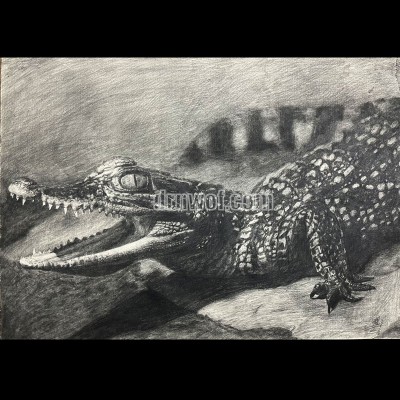 Pencil Drawing of a Crocodile