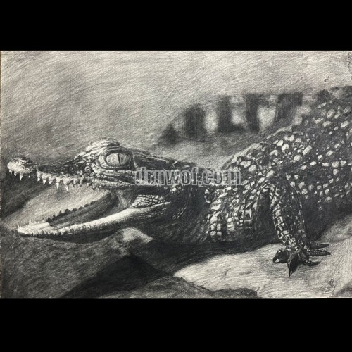 Pencil Drawing of a Crocodile