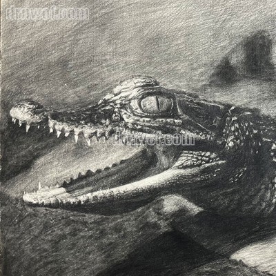 Pencil Drawing of a Crocodile