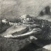 Pencil Drawing of a Crocodile